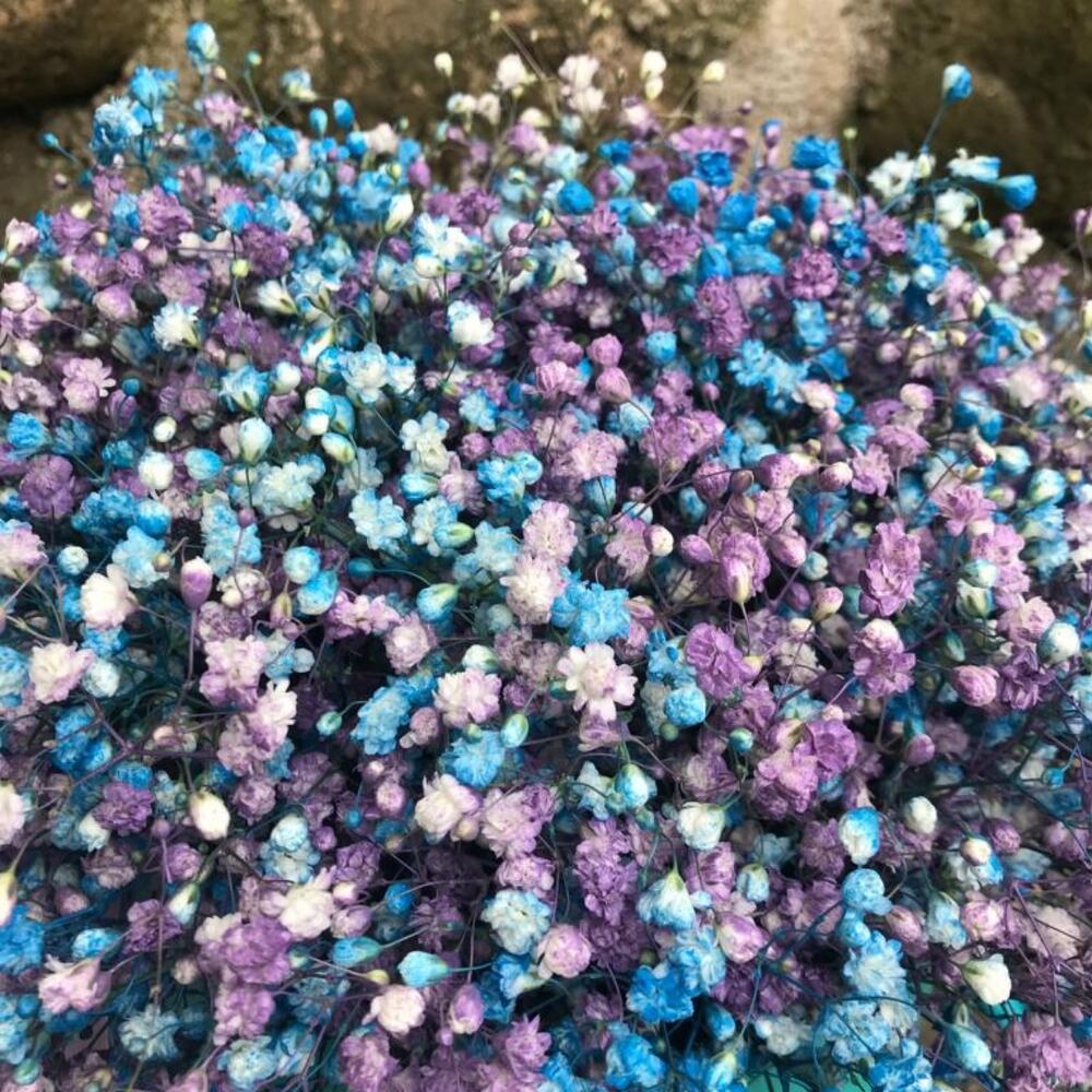 Гипсофила в коробке 