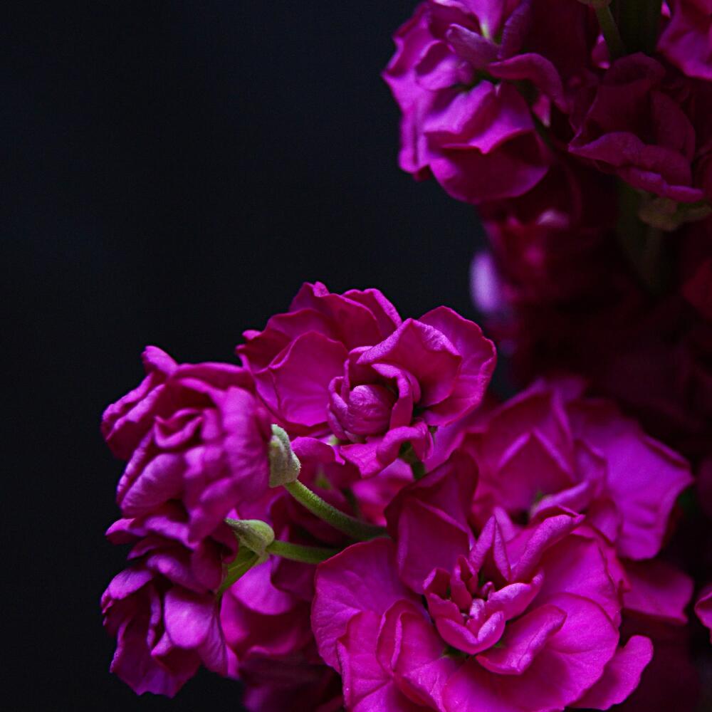 Яркий ароматный, запоминающийся комплимент